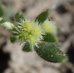 Plagiobothrys acanthocarpus