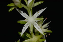 Sedum nevii