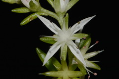 Sedum nevii