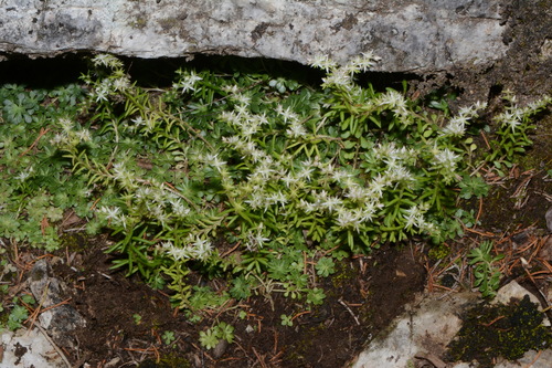 Image of Sedum nevii by (c) Brian Finzel, some rights reserved (CC BY-SA)