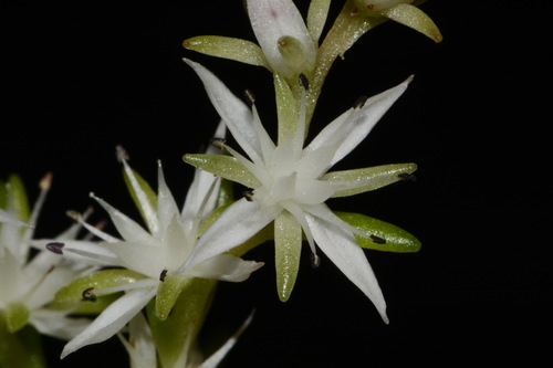Image of Sedum nevii by (c) Brian Finzel, some rights reserved (CC BY-SA)