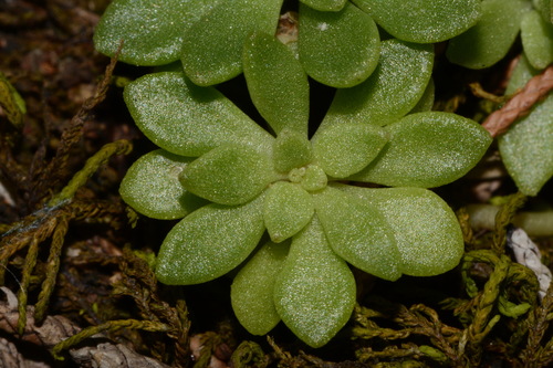 Image of Sedum nevii by (c) Brian Finzel, some rights reserved (CC BY-SA)