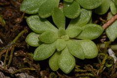 Sedum nevii