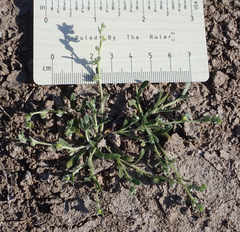 Plagiobothrys acanthocarpus