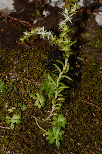 Image of Sedum nevii by (c) Brian Finzel, some rights reserved (CC BY-SA)