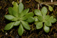 Sedum nevii