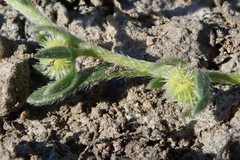 Plagiobothrys acanthocarpus