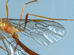 Enicospilus dubitator