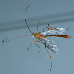 Enicospilus dubitator