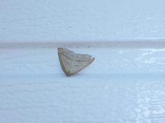 Petrophora chlorosata