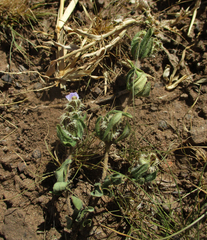 Blepharis transvaalensis