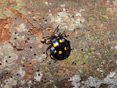 Eumorphus marginatus