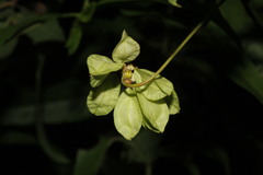 Urvillea