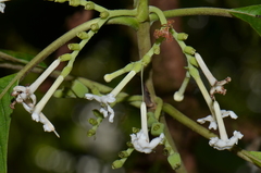 Guettarda crispiflora