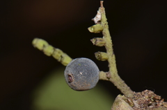 Guettarda crispiflora