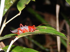 Phlebogryllacris venosa