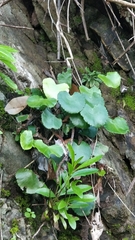 Adiantum reniforme image