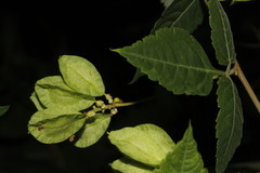 Urvillea