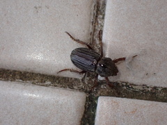 Faula centralis