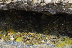 Entomacrodus striatus