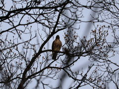 Buteo jamaicensis