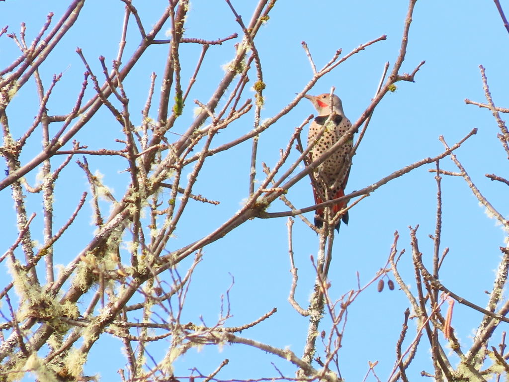 Northern Flicker from Alsea, OR, USA on March 03, 2022 at 1152 AM by