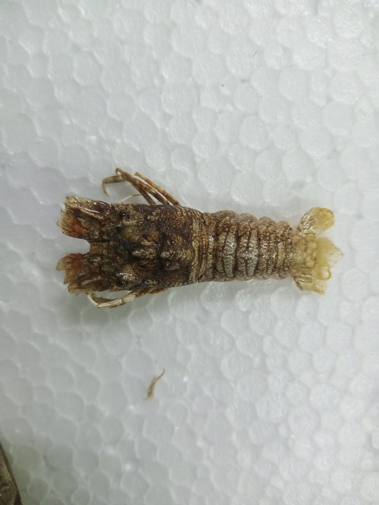 Biarctus sordidus