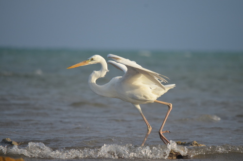 Great White Heron photographed in Florida