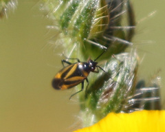 Plagiognathus moerens