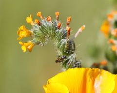 Plagiognathus moerens