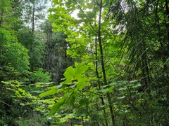 Acer