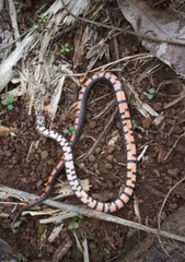 Oligodon bitorquatus