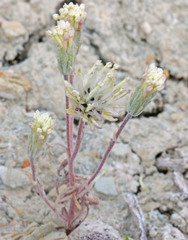 Chaenactis macrantha