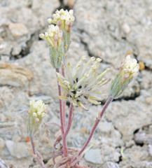 Chaenactis macrantha