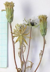 Chaenactis macrantha