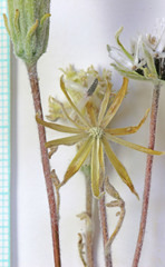 Chaenactis macrantha