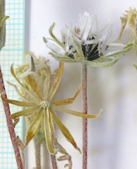 Chaenactis macrantha