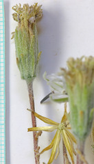 Chaenactis macrantha