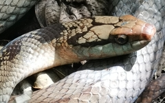 Brown Fanged Snake photo 2
