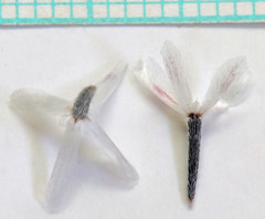 Chaenactis macrantha