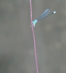 Teinobasis samaritis