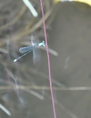 Teinobasis samaritis