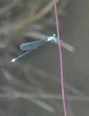 Teinobasis samaritis