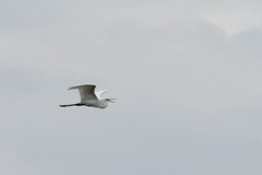 Ardea alba
