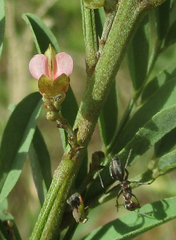 Indigofera cryptantha image