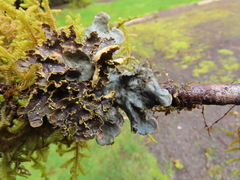 Pseudocyphellaria citrina