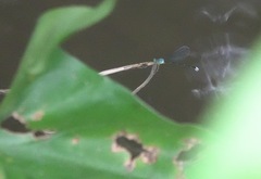 Teinobasis samaritis