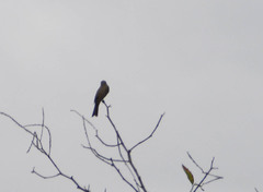 Tyrannus melancholicus