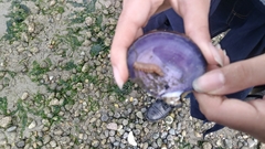 Phyllodocida