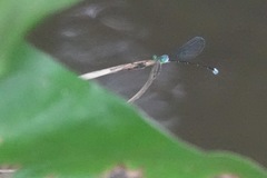 Teinobasis samaritis